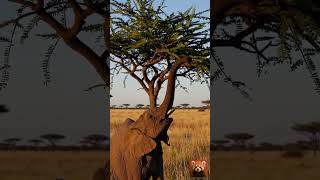 Playful Elephant Adventure
