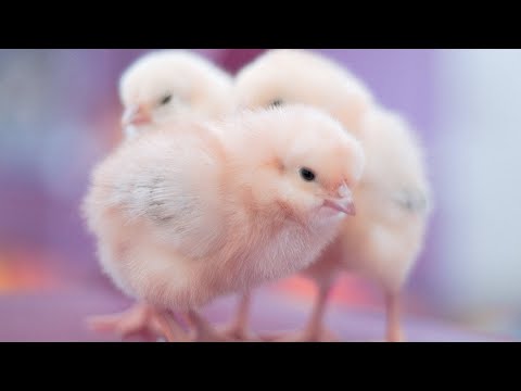 The Little Chick Cheep , Baby Chicks Chirping Sounds