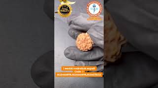 7 mukhi rudraksh nepali Code -7 8126661898,8126661898,8126078132