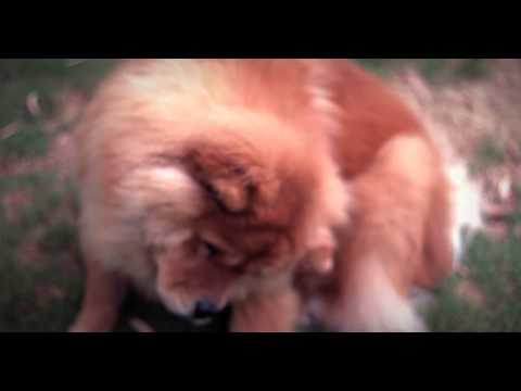 chow chow