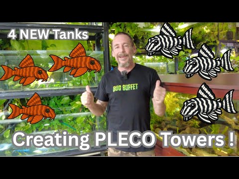 Creating Pleco Towers !