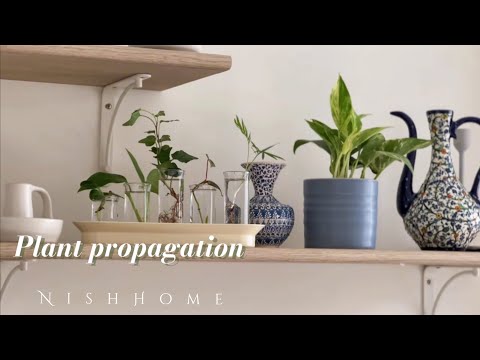 Plant propagation 🌱house plants care🪴my indoor plant collection 🏡