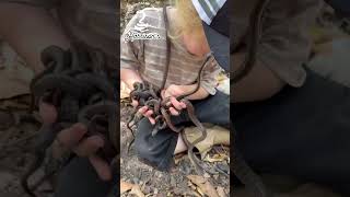 carpet pythons being released