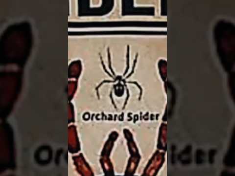 TYPES OF SPIDERS|ORCHARD SPIDER|PART 13|#creature #spider@LIKEMYTH@tseries @MrBeast