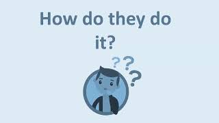 Dynamic Soaring: How albatrosses optimize their flight physics?