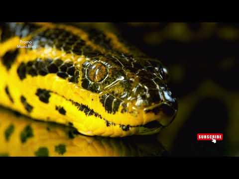 Video of Ball Python on Black Background & breathing yellow anaconda with head | #PromoMunchies #4k