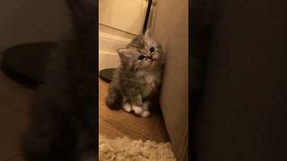 cute cat videos . #viralshort #shortsfeed #cat #youtubeshorts