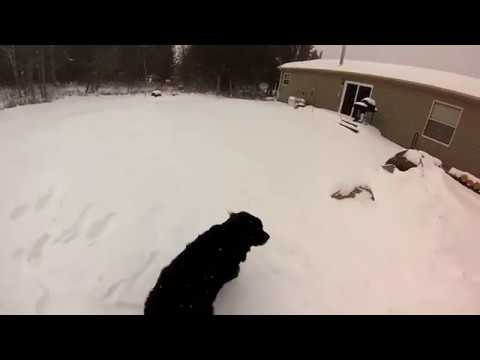 Winter Adventure Bodhi and the Bear
