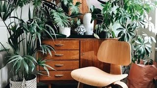 lnterior design for urban jungle decor | Inspiration for jungle home decor
