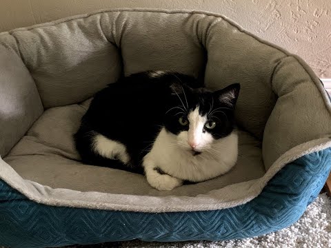 My cat knocking stuff off the table