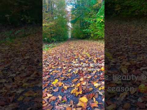 The Magic Fall Season Brings to us  #fallseason #fallleaves #fallcolors #autumn #autumnwalk #herbst