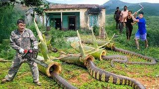 Clean up abandoned house | Unique and simple python snake trap using bamboo tube, 100% effective.