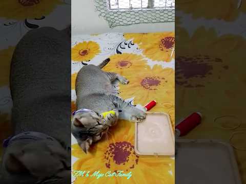 I'm gonna tear off all the threads - Thami 🧵😼😻 #funnycats #shorts #viralshort