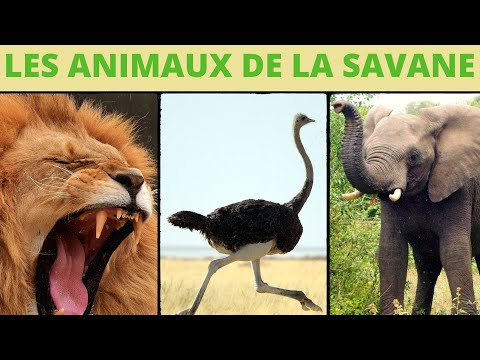 Les animaux de la savane : l'allure et les cris