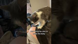 Pregnant woman and her cat 🥹🐱 #cat #cats #iguana #catsoftiktok #reptilelovers #xyzbca #foryou