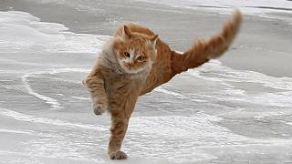 Funny Cats React to Crazy Weather 🤣 The Funniest CATS Video 2026