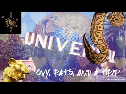 First Ovulation, Rats, and a Trip