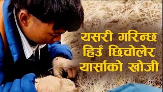 यसरी गरिन्छ हिउँ छिचोलेर यार्सागुम्वाको खोजी