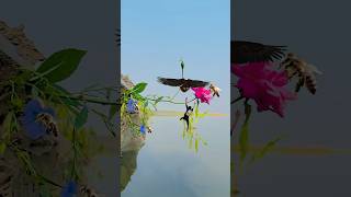 creative videography tutorial#shortvideo #creative #videography #short