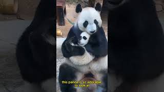 Adorable Cute Pandas! 🐼💖 #adorablepandas #cuteanimals #pandalovers #pets #pandaplay #cutepandas