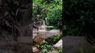 St. Thomas Rainforest Vibes