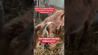 How Our Kalahari Red Goat Delivered 4 Kids! #farming #semanhyiafarms #farminginafrica