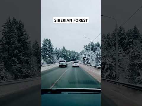 Siberian Forest in January #lifeinrussia #snow #russia #siberia #irkutsk #lakebaikal