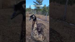 What does an emu sound like? #farmlife #emu