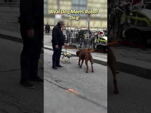 Real Dog Meets Robot Dog! 😂 Cutest Reaction Ever!🐶#shorts  #technology #robot