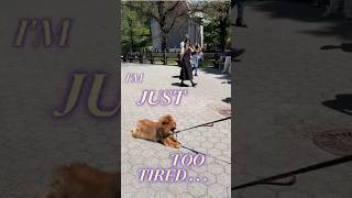 The dog that doesn't want to walk #PetDrama