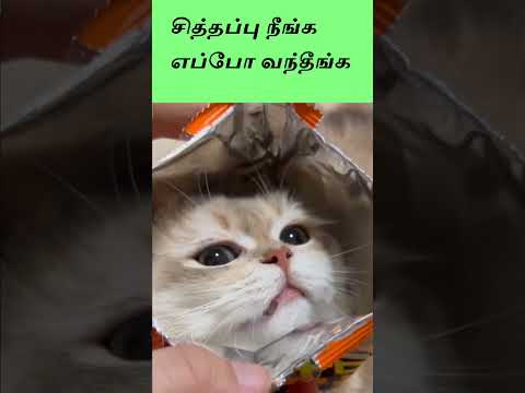 சித்தப்பு நீங்க எப்போ வந்தீங்க