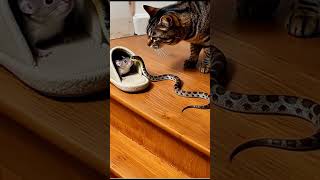 Cat vs Snake: Epic Staircase Showdown! 🐱🐍🚪#catvssnake #epicshowdown #petdrama #cat #snake .