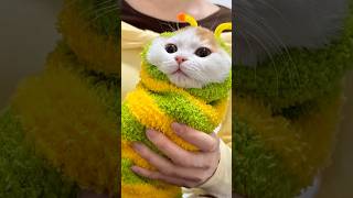 The cute kitten turned in to a bug 😻