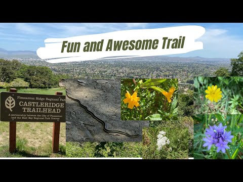 Castleridge Trailhead || Bay Area Trail || Wild Flowers