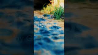 punjab vibe #shortsviral #shorts#punjab#videoediting#capcutedit #mobileeditingtricks