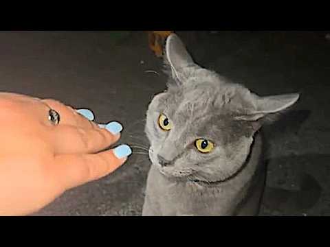 Cats think sometimes