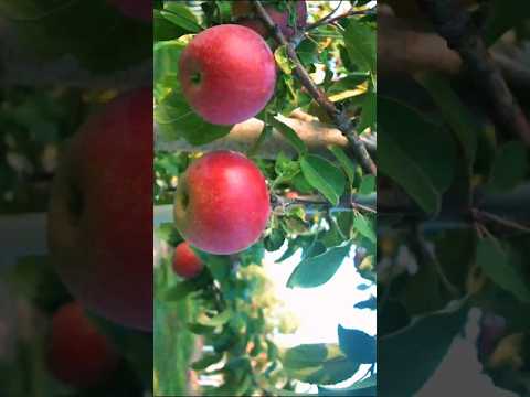 Apple Timelapse : From Flower to Fruit #shorts #nature #timelapse