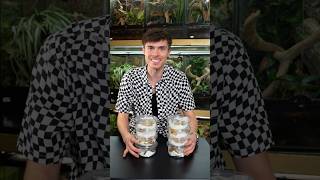 Unboxing Crested Geckos from Korea!!! #reptiles