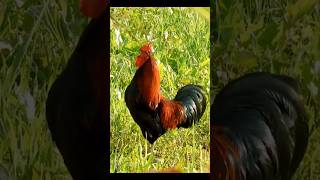 Rooster/cock crowing sound. effect 🐓 ❤️ 🐔#animalsounds #rooster #cock #chicken