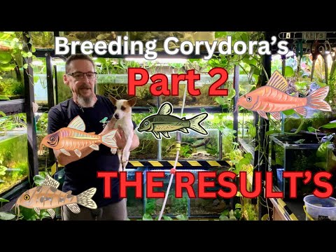 Breeding Corydora's My Way Part 2 - The Results