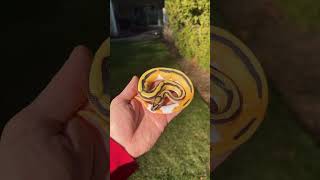 HOW BEAUTIFUL IS THIS SUPER OD DG PIED BALL PYTHON😍
