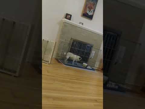 Pug wants attention throws tantrum.