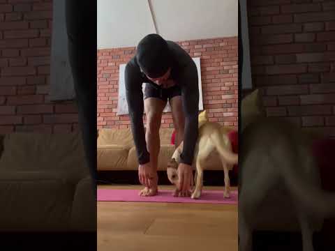 When you try to do yoga with your dog…