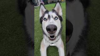 Huskies are so cute and majestic ❤️ | #shorts #dog #cutedog #cute #smart