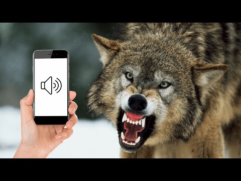 ANGRY WOLVES HOWLING SOUND EFFECT in High Quality