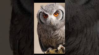 Top 5 Amazing FACTS about animals #short #youtubeshorts #factsindian #indianfacts #viralshort #viral