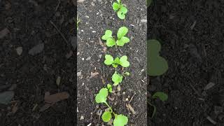 How To Plant Radish.#growyourownfood🙏#gardeningtips#healthyplants ☦️🪴🥬