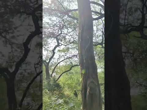 #वनदेवी #मऊ #दर्शन #भ्रमण #जंगल #जंगलीजानवर #forest #वन #प्रसिद्ध #लवकुश #janmsthan #सीताराम #सीता