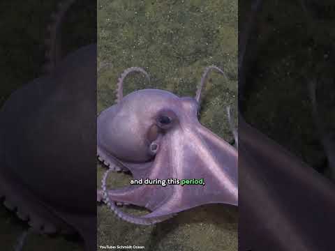 New Species of Glass Octopus Discovered