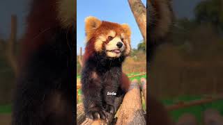 Red Panda’s Apple Obsession 🍎 | Cutest Danger Detector! #shorts